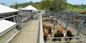 cattle yards