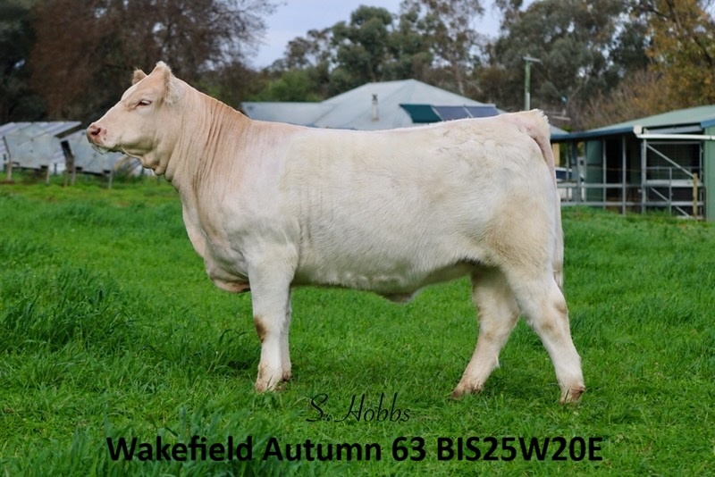 wakefield autumn 63